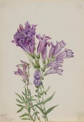 Violetti Pentstemon (Pentstemon lyallii)