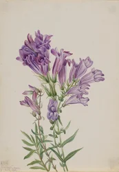 Purppura Penstemon Penstemon lyallii, 1923.