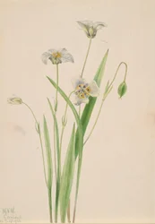 Kissankorvat, Calochortus elegans, 1923.