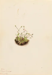 Kääpiö Androsace (Androsace subumbellata)