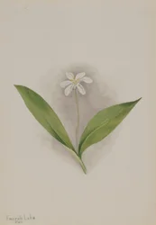 Kuningatar (Clintonia uniflora)