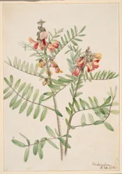 Kaniinipapu (Cracca virginiana)