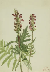 Red-helmet Pedicularis bracteosa, 1924.