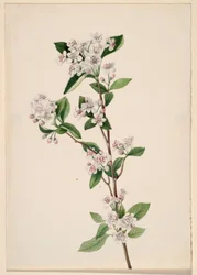 Punainen aronia (Aronia arbutifolia)