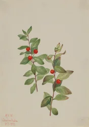 Punainen komandra (Comandra livida)