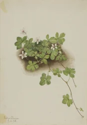 Punainen kastemarja (Rubus pedatus)