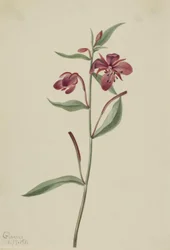 Punainen paju (Epilobium latifolium)