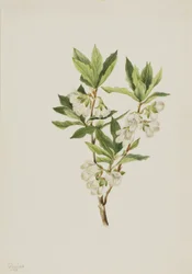 Rocky Mountain Rhododendron Rhododendron albiflorum, 1901.