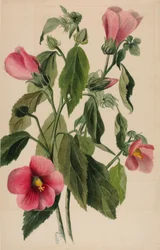 Ruusu Gentian (Sabbatia angularis)
