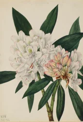 Rosebay Rhododendron (Rhododendron maximum)