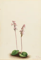 Pyöreälehtinen orkidea (Orchis rotundifolia)