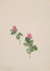Arktinen pensas, 1881.