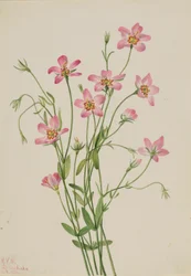 Ruusukukka (Sabbatia stellaris)