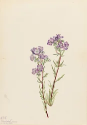 Hiekka-Facelia (Phacelia linearis)