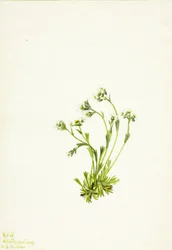 Sipulikukka (Saxifraga caespitosa)