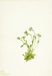 Saksifrage Saxifraga caespitosa, 1924.
