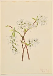 Varjopensas (Amelianchier oblongifolia)