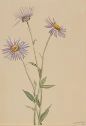 Näyttävä kirppis (Erigeron salsuginosus)