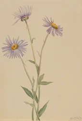 Näyttävä Fleabane Erigeron salsuginosus, 1902.