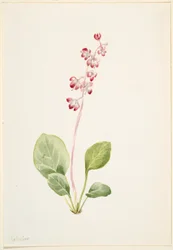 Näyttävä Pyrolla (Pyrola asarifolia)