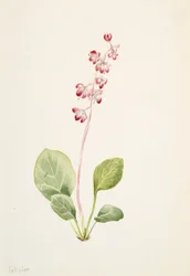 Näyttävä Pyrolla Pyrola asarifolia, n. 1903.