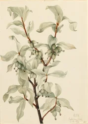 Hopeamarja (Elaeagnus commutata)