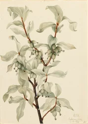 Hopeamarja Elaeagnus commutata, 1922.