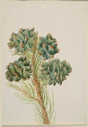 Yksilehtinen mänty (Pinus monophylla)