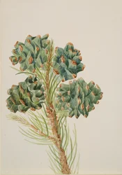 Yksilehtinen mänty Pinus monophylla, n. 1930-luku.