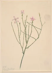 Luurankokukka (Lygodesmia juncea)