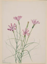 Luurankoruoho (Lygodesmia grandiflora)