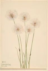 Hoikka puuvillaruoho (Eriophorum chamissonis)