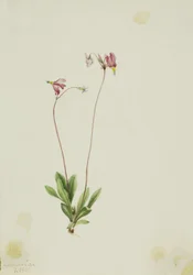 Hoikka Shootingstar (Dodecatheon pauciflorum)