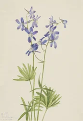 Slim Larkspur Dolphin köyhtynyt, 1924.