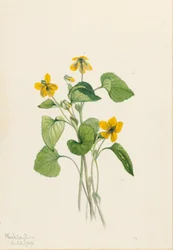 Sileä keltainen violetti (Viola eriocarpa)