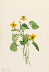 Sileä keltainen violetti Viola eriocarpa, 1919.