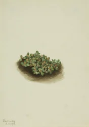 Lumipaju (Salix nivalis)