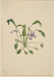 Eteläinen lintujalka Violetti (Viola digitata)