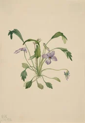 Eteläisen linnunjalka violetti Viola digitata, 1922.