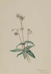 Täplikäs Pipsissewa Chimaphila maculata, 1918.