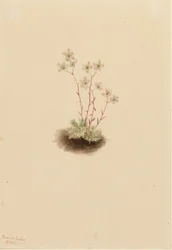 Täplikäs pensaskerttu (Saxifraga bronchialis)