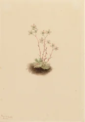Täplikäs saxifrage Saxifraga bronchialis, 1903.