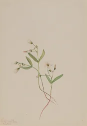 Kevään kaunotar Claytonia lanceolata, 1916.