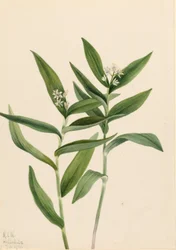 Tähti Salomonplume (Star Vagnera)