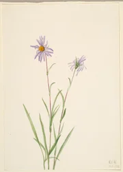 Suo Aster (Aster paludosus)