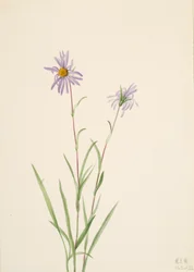 Suo Aster Aster paludosus, 1922.