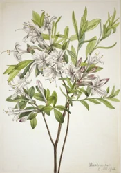 Suoatsalea (Azalea viscosa)