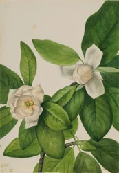 Sweetbay (Magnolia virginiana) (Magnolia virginiana)
