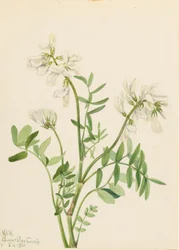 Kullero (Hedysarum mackenzii)