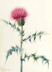 Ohdake (Cirsium arizonica)